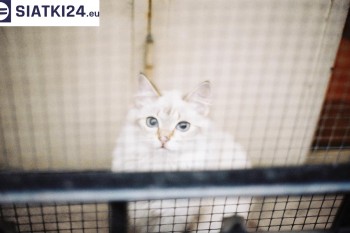 Siatki Brzeszcze - Zabezpieczenie balkonu siatką - Kocia siatka - bezpieczny kot dla terenów Brzeszcze