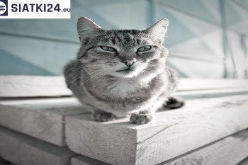 Siatki Brzeszcze - Siatka na balkony dla kota i zabezpieczenie dzieci dla terenów Brzeszcze